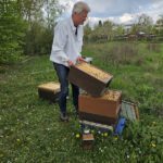 AK26 Modul 4 und Modul 5 im Imkeranfängerkurs von Bienen-leben-in-Bamberg.de zu Honigraumerweiterung, Ablegerbildung; Schwarmverhinderung durch Weiselzellenkontrolle und Drohnenbrutschneiden