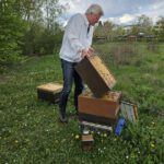 AK26 Modul 4 und Modul 5 im Imkeranfängerkurs von Bienen-leben-in-Bamberg.de zu Honigraumerweiterung, Ablegerbildung; Schwarmverhinderung durch Weiselzellenkontrolle und Drohnenbrutschneiden