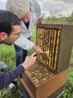 AK26 Modul 4 und Modul 5 im Imkeranfängerkurs von Bienen-leben-in-Bamberg.de zu Honigraumerweiterung, Ablegerbildung; Schwarmverhinderung durch Weiselzellenkontrolle und Drohnenbrutschneiden