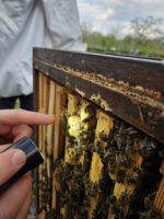 AK26 Modul 4 und Modul 5 im Imkeranfängerkurs von Bienen-leben-in-Bamberg.de zu Honigraumerweiterung, Ablegerbildung; Schwarmverhinderung durch Weiselzellenkontrolle und Drohnenbrutschneiden