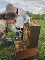 AK26 Modul 4 und Modul 5 im Imkeranfängerkurs von Bienen-leben-in-Bamberg.de zu Honigraumerweiterung, Ablegerbildung; Schwarmverhinderung durch Weiselzellenkontrolle und Drohnenbrutschneiden