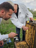 AK26 Modul 4 und Modul 5 im Imkeranfängerkurs von Bienen-leben-in-Bamberg.de zu Honigraumerweiterung, Ablegerbildung; Schwarmverhinderung durch Weiselzellenkontrolle und Drohnenbrutschneiden