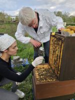 AK26 Modul 4 und Modul 5 im Imkeranfängerkurs von Bienen-leben-in-Bamberg.de zu Honigraumerweiterung, Ablegerbildung; Schwarmverhinderung durch Weiselzellenkontrolle und Drohnenbrutschneiden