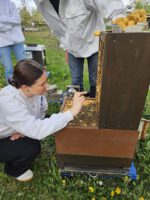 AK26 Modul 4 und Modul 5 im Imkeranfängerkurs von Bienen-leben-in-Bamberg.de zu Honigraumerweiterung, Ablegerbildung; Schwarmverhinderung durch Weiselzellenkontrolle und Drohnenbrutschneiden