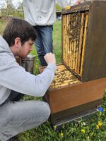 AK26 Modul 4 und Modul 5 im Imkeranfängerkurs von Bienen-leben-in-Bamberg.de zu Honigraumerweiterung, Ablegerbildung; Schwarmverhinderung durch Weiselzellenkontrolle und Drohnenbrutschneiden