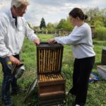 AK26 Modul 4 und Modul 5 im Imkeranfängerkurs von Bienen-leben-in-Bamberg.de zu Honigraumerweiterung, Ablegerbildung; Schwarmverhinderung durch Weiselzellenkontrolle und Drohnenbrutschneiden