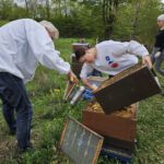 AK26 Modul 4 und Modul 5 im Imkeranfängerkurs von Bienen-leben-in-Bamberg.de zu Honigraumerweiterung, Ablegerbildung; Schwarmverhinderung durch Weiselzellenkontrolle und Drohnenbrutschneiden