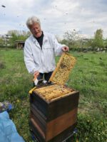 AK26 Modul 4 und Modul 5 im Imkeranfängerkurs von Bienen-leben-in-Bamberg.de zu Honigraumerweiterung, Ablegerbildung; Schwarmverhinderung durch Weiselzellenkontrolle und Drohnenbrutschneiden