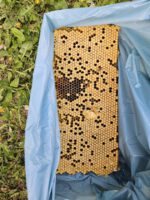 AK26 Modul 4 und Modul 5 im Imkeranfängerkurs von Bienen-leben-in-Bamberg.de zu Honigraumerweiterung, Ablegerbildung; Schwarmverhinderung durch Weiselzellenkontrolle und Drohnenbrutschneiden