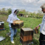 AK26 Modul 4 und Modul 5 im Imkeranfängerkurs von Bienen-leben-in-Bamberg.de zu Honigraumerweiterung, Ablegerbildung; Schwarmverhinderung durch Weiselzellenkontrolle und Drohnenbrutschneiden