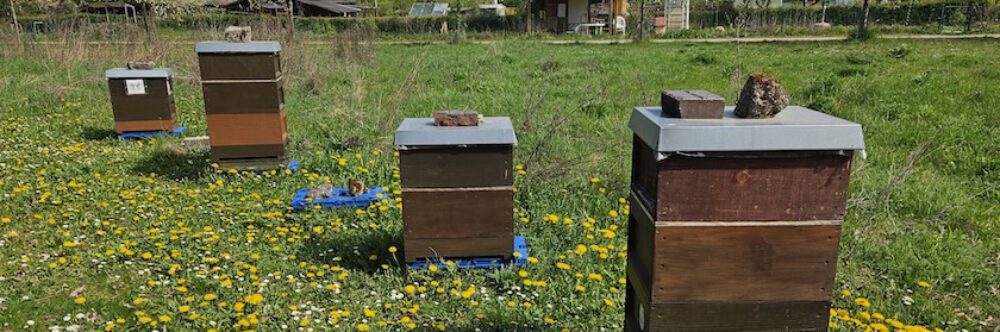bienen-leben-in-bamberg.de