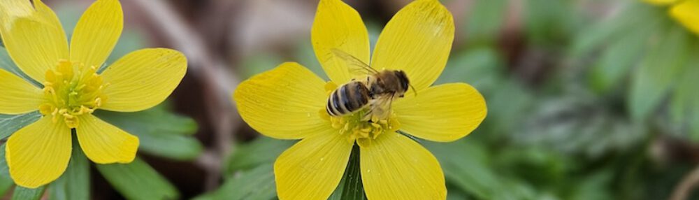 bienen-leben-in-bamberg.de