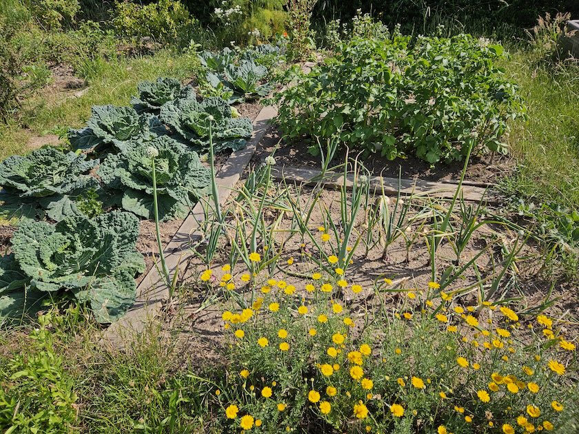 095544-Beet im Interkulturellen Garten Bamberg (IKu)