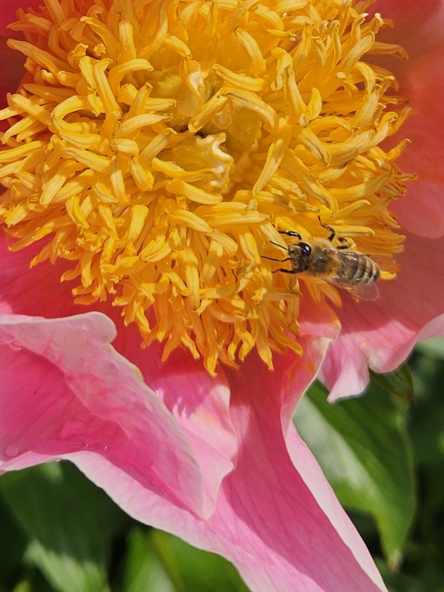 Bienen an Päonie "Gedenken" (Pfingstrose)