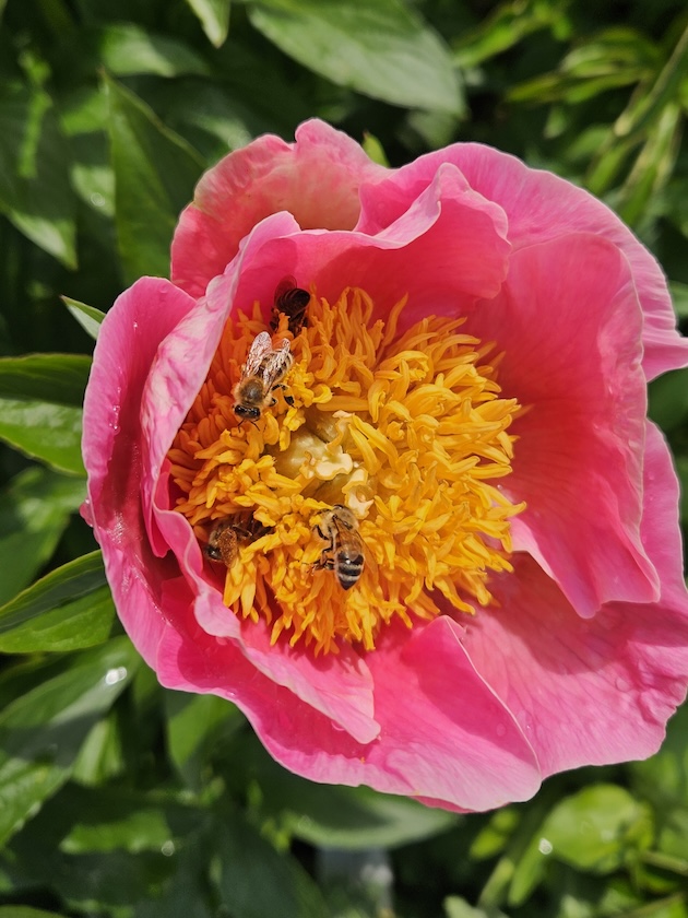 Bienen an Päonie "Gedenken" (Pfingstrose)
