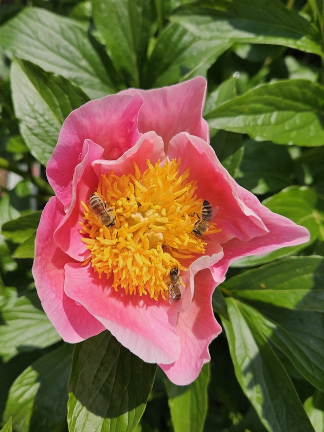 Bienen an Päonie "Gedenken" (Pfingstrose)