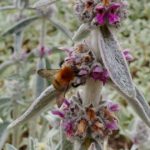 Wildbiene an Woll-Ziest (Stachys byzantina)