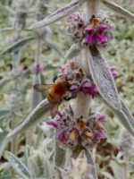 Wildbiene an Woll-Ziest (Stachys byzantina)