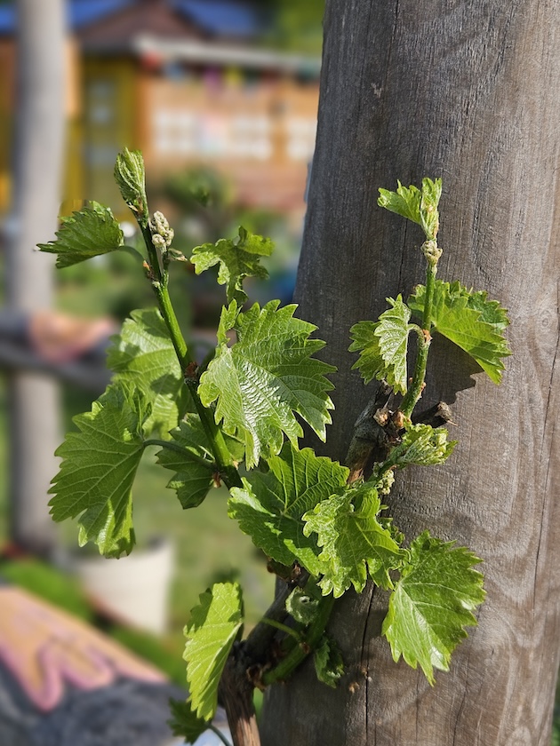 Weinrebe im Bamberger Bienengarten am Sinnespfad