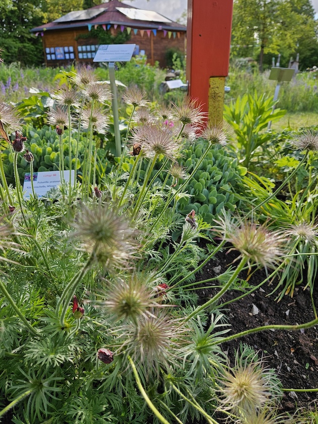 Küchenschwelle im Bamberger Bienengarten am Wildbienenhotel