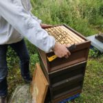 Grundschule Forchheim-Reuth, Klasse 3b zum Schulbienen-Unterricht / Schulbienenführung in der Bienen-InfoWabe, Bienen-leben-in-Bamberg.de