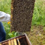 Grundschule Forchheim-Reuth, Klasse 3a zum Schulbienen-Unterricht / Schulbienenführung in der Bienen-InfoWabe, Bienen-leben-in-Bamberg.de