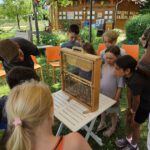 Wiesenhort Bamberg Bug, Klassen 1-4 zum Schulbienen-Unterricht / Schulbienenführung in der Bienen-InfoWabe, Bienen-leben-in-Bamberg.de