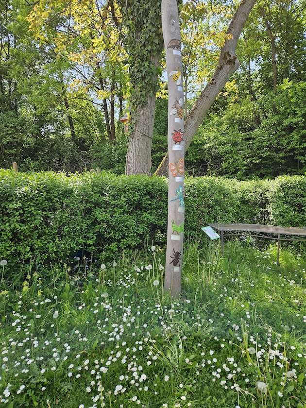 Kleewiese im Bienengarten an der Bienen-InfoWabe