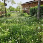Kleewiese im Bienengarten an der Bienen-InfoWabe