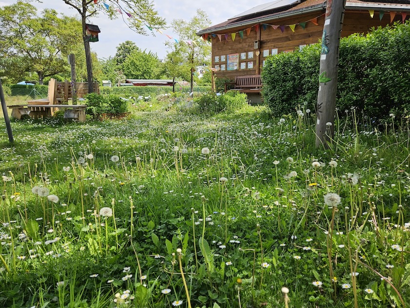 Kleewiese im Bienengarten an der Bienen-InfoWabe