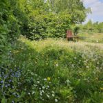 Kleewiese im Bienengarten an der Bienen-InfoWabe