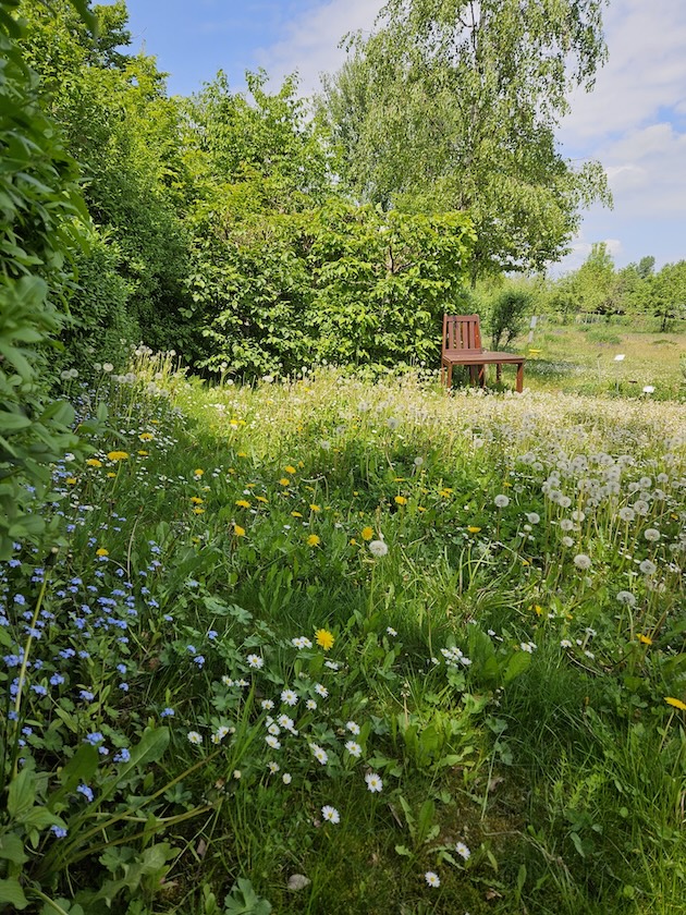Kleewiese im Bienengarten an der Bienen-InfoWabe