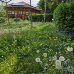 Kleewiese im Bienengarten an der Bienen-InfoWabe