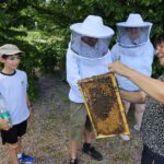 Wiesenhort Bamberg Bug, Klassen 1-4 zum Schulbienen-Unterricht / Schulbienenführung in der Bienen-InfoWabe, Bienen-leben-in-Bamberg.de