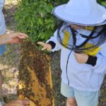 Wiesenhort Bamberg Bug, Klassen 1-4 zum Schulbienen-Unterricht / Schulbienenführung in der Bienen-InfoWabe, Bienen-leben-in-Bamberg.de