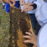 Wiesenhort Bamberg Bug, Klassen 1-4 zum Schulbienen-Unterricht / Schulbienenführung in der Bienen-InfoWabe, Bienen-leben-in-Bamberg.de