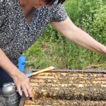Wiesenhort Bamberg Bug, Klassen 1-4 zum Schulbienen-Unterricht / Schulbienenführung in der Bienen-InfoWabe, Bienen-leben-in-Bamberg.de