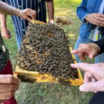 Schulbienenführung für Bürgerverein Erba e. V. von Bienen-leben-in-Bamberg.de / Förderkreis Bienenleben Bamberg e. V.