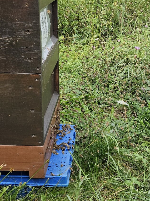 Öffentliche Honigernte zur BIWa-Sonntagsöffnung am Bienenweg in Bamberg / Iniative Bienen-leben-in-Bamberg.de