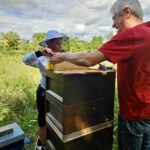 Öffentliche Honigernte zur BIWa-Sonntagsöffnung am Bienenweg in Bamberg / Iniative Bienen-leben-in-Bamberg.de