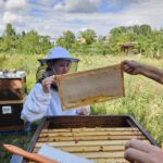 Öffentliche Honigernte zur BIWa-Sonntagsöffnung am Bienenweg in Bamberg / Iniative Bienen-leben-in-Bamberg.de