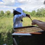 Öffentliche Honigernte zur BIWa-Sonntagsöffnung am Bienenweg in Bamberg / Iniative Bienen-leben-in-Bamberg.de