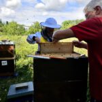 Öffentliche Honigernte zur BIWa-Sonntagsöffnung am Bienenweg in Bamberg / Iniative Bienen-leben-in-Bamberg.de