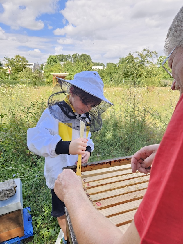 Öffentliche Honigernte zur BIWa-Sonntagsöffnung am Bienenweg in Bamberg / Iniative Bienen-leben-in-Bamberg.de