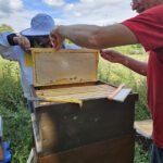 Öffentliche Honigernte zur BIWa-Sonntagsöffnung am Bienenweg in Bamberg / Iniative Bienen-leben-in-Bamberg.de
