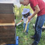 Öffentliche Honigernte zur BIWa-Sonntagsöffnung am Bienenweg in Bamberg / Iniative Bienen-leben-in-Bamberg.de