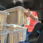 Öffentliche Honigernte zur BIWa-Sonntagsöffnung am Bienenweg in Bamberg / Iniative Bienen-leben-in-Bamberg.de