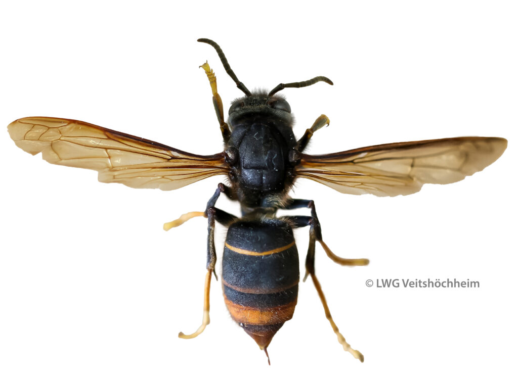 Asiatische Hornisse, Vespa Velutina
