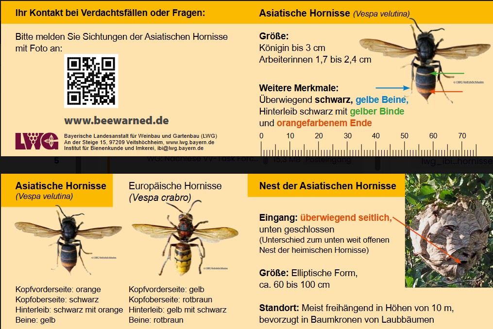Faltkarte Vespa Velutina