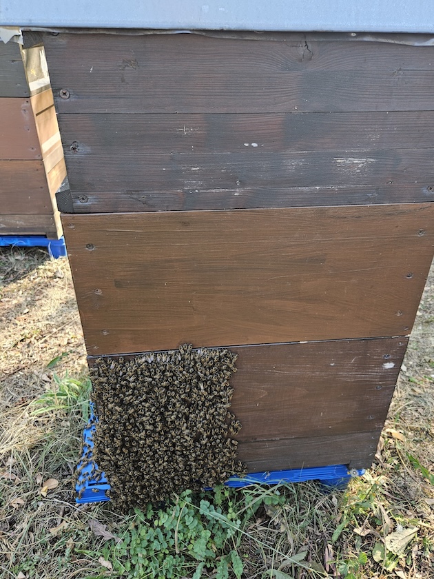 Imker-Anfängerkurs, Modul 11, Einfüttern / BLIB-Imkerkurs für Anfänger / Bienen-leben-in-Bamberg.de